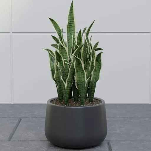 Snake Plant in Black Pot
