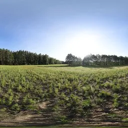 Field in forest 2, 17k, unclipped