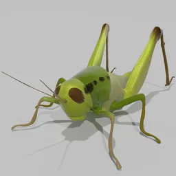 Cybernetic Leap Grasshopper