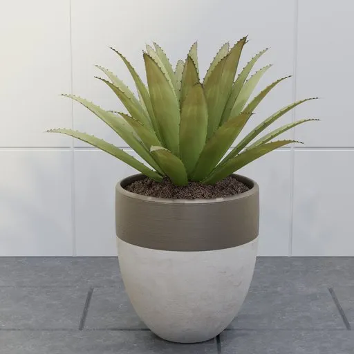 Agave Americana Potted Plant