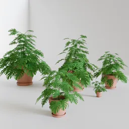 Monstera - Various shape with GN