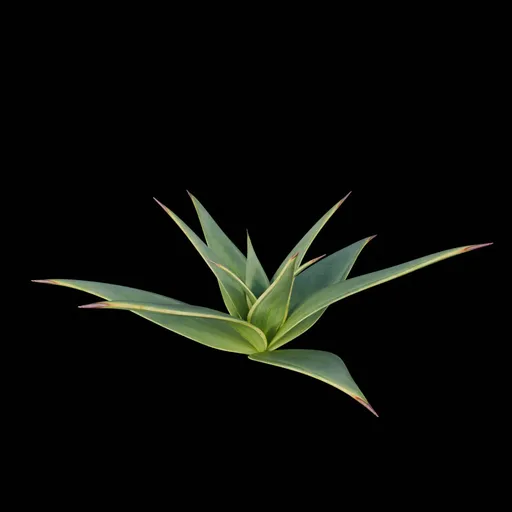 Desert Bush