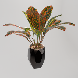 Croton indoor pot
