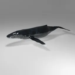 Humpback Whale