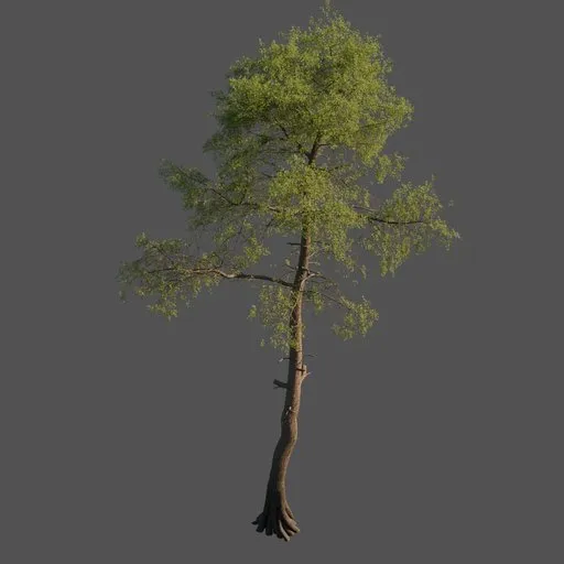 3D pine tree model with textured bark and particle-scattered leaves, compatible with Blender.