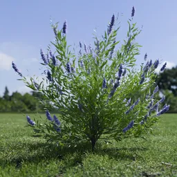 Shurb Spirea Care Blue Mist Animated