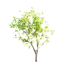 High-quality Blender 3D model of a leafy tree, digital asset for games and animation, low poly, isolated on transparent.