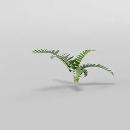Fern forest plant