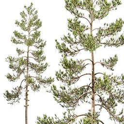 "Realistic pine tree 3D model with radiosity rendering and detailed scientific diagram. Standing at 18m tall, this tree is perfect for nature scenes in Blender 3D. Created by James Paterson, inspired by Grytė Pintukaitė and featuring 364,067 polygons."