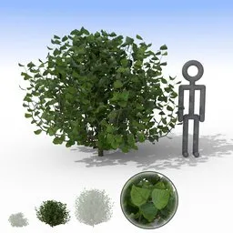 "Medium-sized Shiny Leaf Bush 3D model for Blender 3D - perfect for nature and outdoor scenes. Separate leaf cluster design available for easy customization. Great for adding realistic details to any garden or landscape rendering."