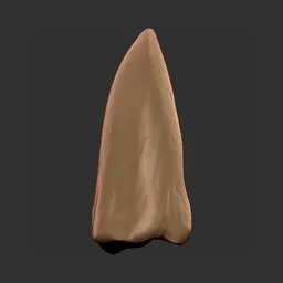 Large Primitive Tooth
