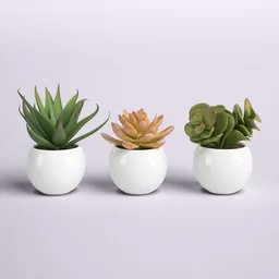 Set of 3 Succulent Plants