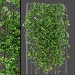 Decorative Green Wall Plant