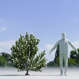 Tree Whiterock