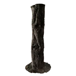 Cinnamomum burmannii Trunk