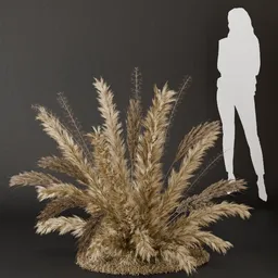 SJ- Pampas Golden Whisper Bush