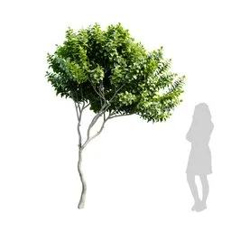 Small Plant - Joy Perfume