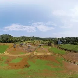 Paddy Field Rural Aerial Panorama