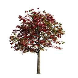 Fall Color Tree