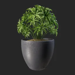 Table chestnut plant