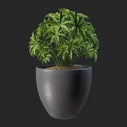 Table chestnut plant