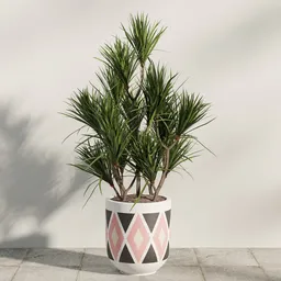 Dracaena Marginata Planter