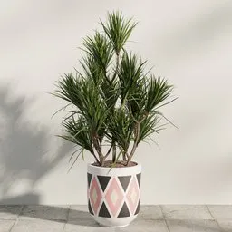 Dracaena Marginata Planter