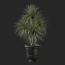 Palm Plant