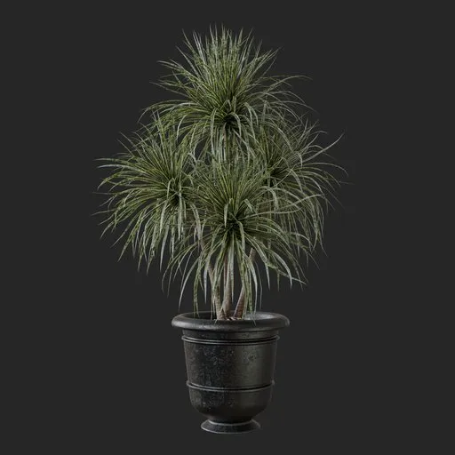 Palm Plant