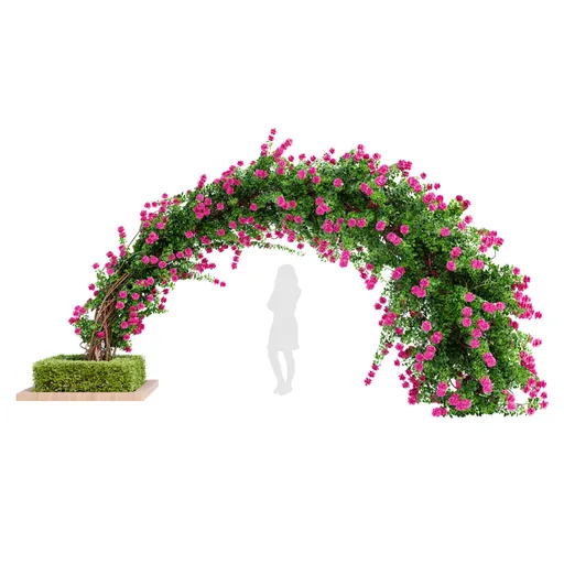 Climbing Roses Garden Bow Grow Pink