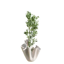 Indoor Plant Mission Olive Tree