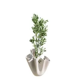Indoor Plant Mission Olive Tree