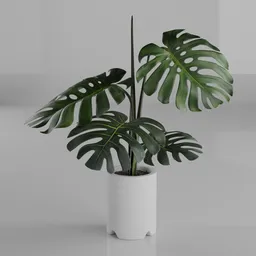 Detailed 3D model of a Monstera Deliciosa plant in a white pot, suitable for Blender rendering.