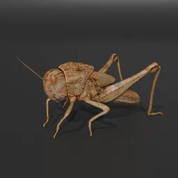 Migratory locust