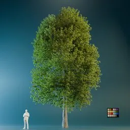 High Quality Poplar Tree