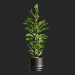 Ficus Plant