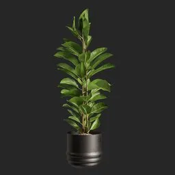 Ficus Plant