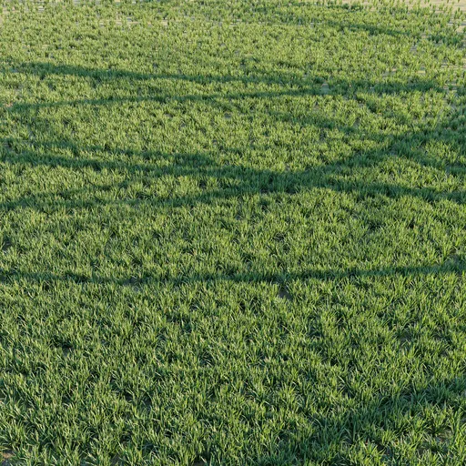 Grass