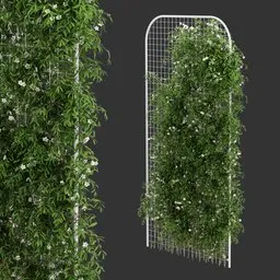 Fence Ivy Flowering Plant AQ