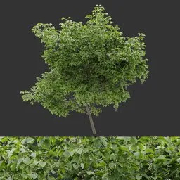 Flowering Shrub Plant