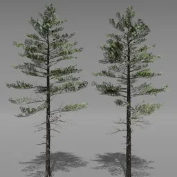 Tree Siberian Pine A5