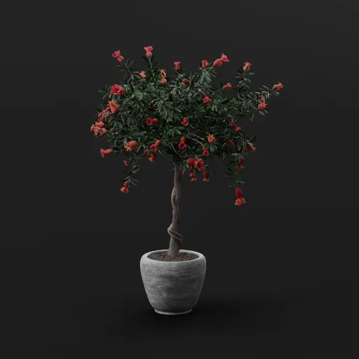 Pomegranate Bonsai