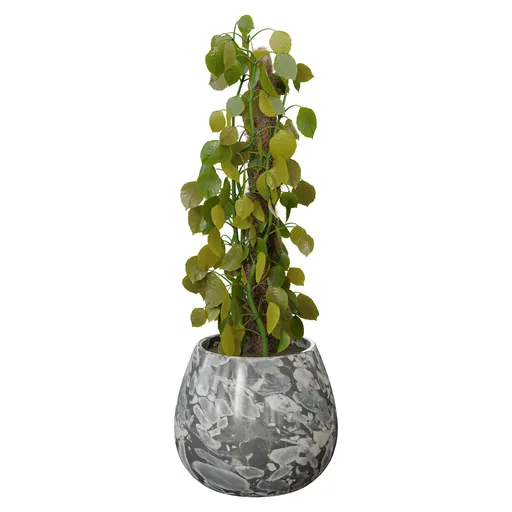 Climbing Plant
