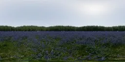 Lavender Field Day