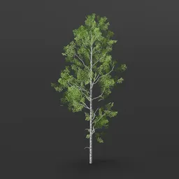 Aspen Tree thicker crown