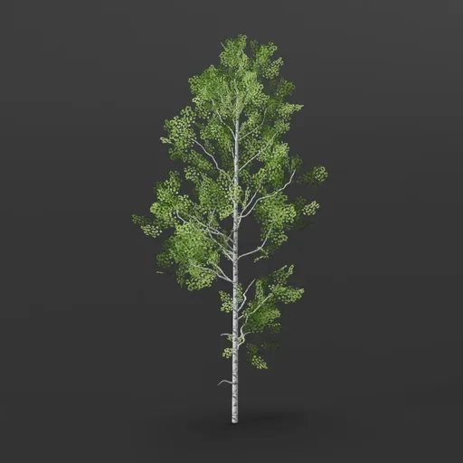 Aspen Tree thicker crown