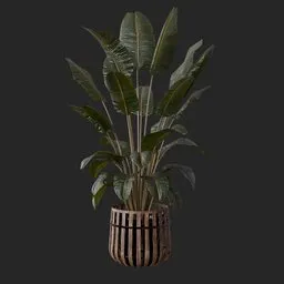 Banana Leaf Plant
