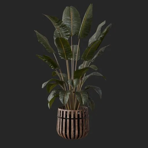 Banana Leaf Plant