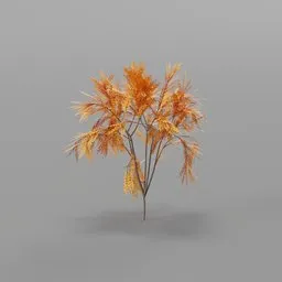 Bush