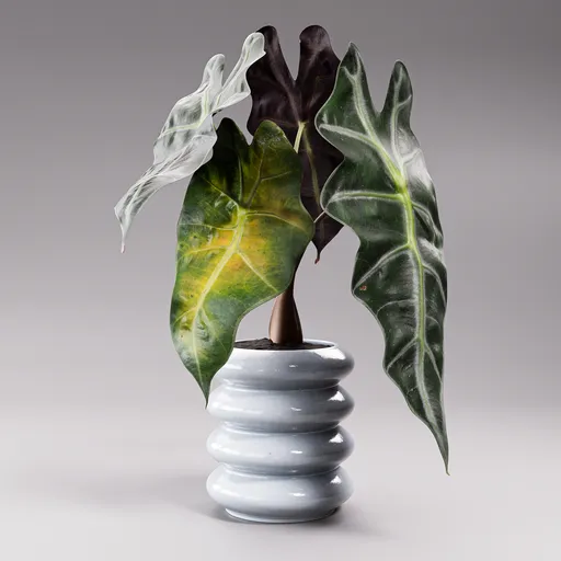 Alocasia Potted Plant